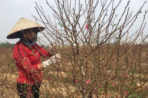 Cả nước đón tết trong mùa xuân có nắng ấm