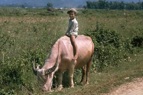Ảnh 'đẹp ngất' về những chú trâu ở Việt Nam năm 1992 (kỳ 1)