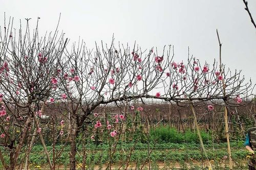 Nghìn cành đào một dáng giống nhau, giá 5 triệu không đủ hàng bán