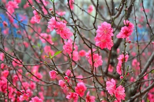 Những kiêng kỵ trong ngày Lập Xuân