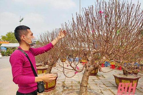 Chuyện buôn bán hoa, cây cảnh tết