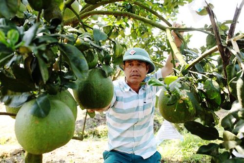 Đạ Lây đi đầu chuyển đổi cơ cấu cây trồng