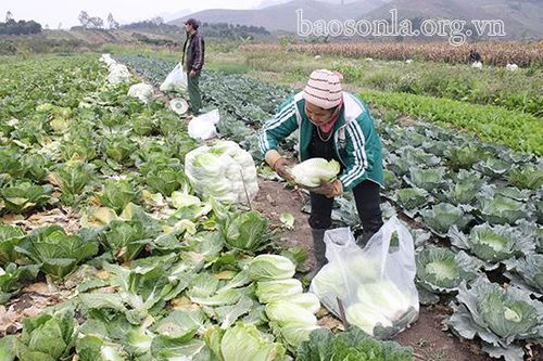 Chủ động nguồn cung rau xanh dịp Tết Nguyên đán