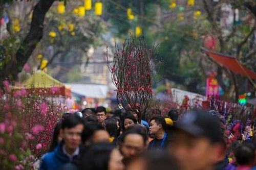 Chợ hoa Tết truyền thống Hàng Lược bắt đầu hoạt động