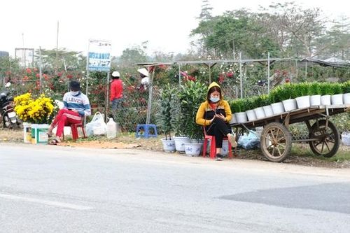 Vắng người mua, giá hoa Tết tại huyện Mê Linh giảm gần 50%