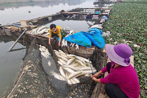 Cá nuôi chết trên sông Cầu (Bắc Ninh) do thiếu oxy