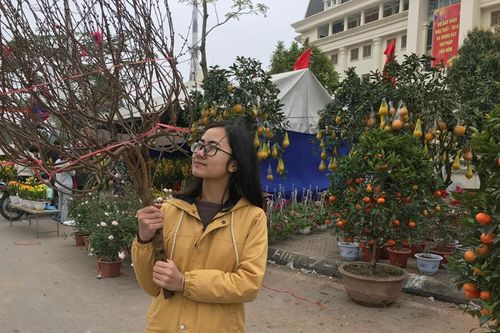 Hải Dương nỗ lực tiêu thụ đào Tết