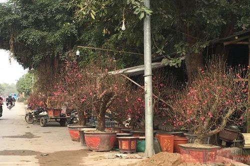 Đào, quất 'đỏ mắt' chờ khách