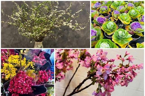 Thanh liễu, tuyết mai, anh đào... nhập khẩu Trung Quốc hút khách dịp Tết