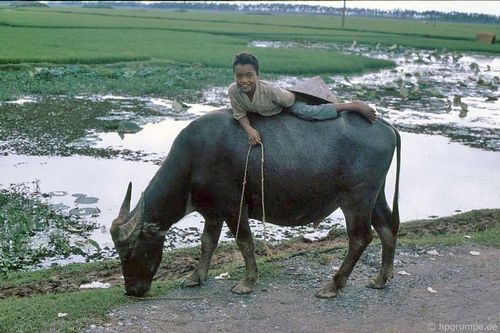 Ảnh 'đẹp ngất' về những chú trâu ở Việt Nam năm 1992 (kỳ 2)