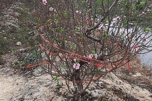 Các hộ trồng đào ở Hải Dương gặp khó do Covid-19: Chính quyền kêu gọi 'giải cứu'