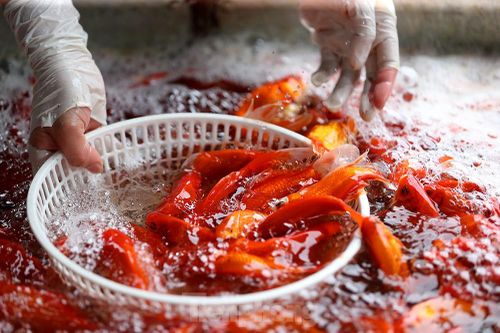 Tấp nập chợ cá lớn nhất Hà Nội trước ngày ông Công ông Táo