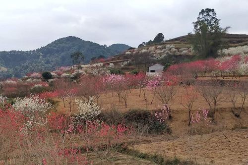 Trong cái rủi có cái may: Ở nhà đón Tết để sống chậm lại
