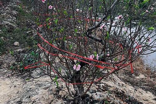 Đào ế đầy đồng vì Covid-19, Chủ tịch TP Hải Dương gửi tâm thư cứu nguy