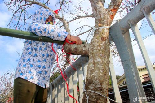 Đào đá hàng chục triệu tại chợ đào lớn nhất biên giới Nghệ An