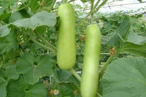 Tác dụng chữa bệnh của quả bầu có thể bạn chưa biết