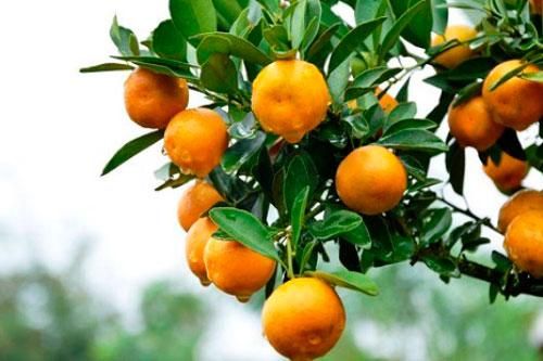 Bài thuốc chữa bệnh tuyệt vời từ quả quất