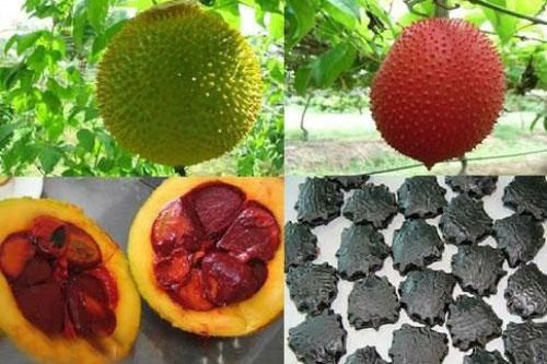 Hạt gấc - 'thần dược' chữa bệnh bạn phái nhớ