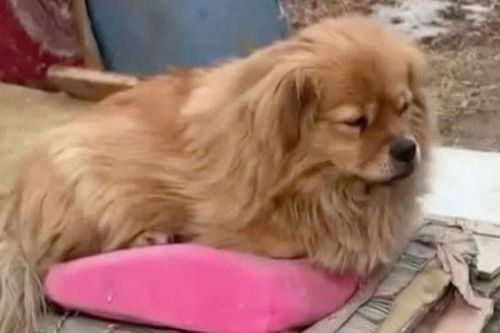 Chủ mất đã 5 năm, chú chó ngày nào cũng đến chờ ông ở nơi làm việc