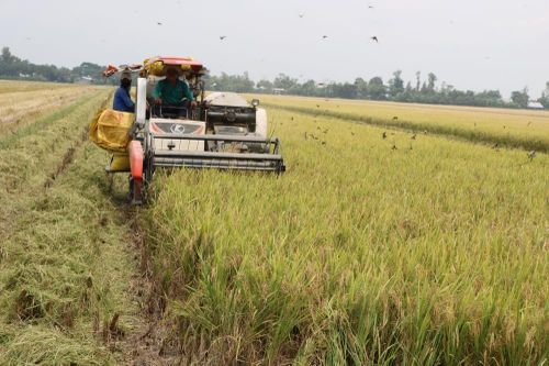 Giá lúa gạo hôm nay ngày 2/2: Giá lúa trong nước chững, giá xuất khẩu ở mức cao