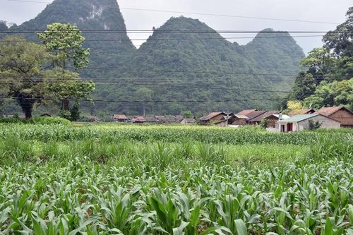 Quảng Hòa: Phấn đấu đến năm 2025 có thêm 12 xã đạt chuẩn nông thôn mới