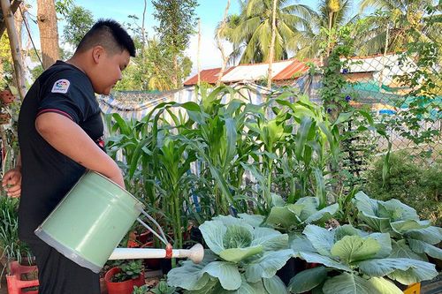 Đưa nông sản vào chậu kiểng