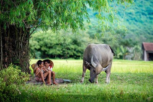 Con trâu trong đời sống nông dân Việt Nam