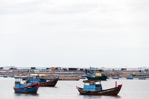 Vạn Giã: Sẽ xử lý dứt điểm lồng bè nuôi trồng thủy sản ngoài quy hoạch