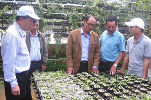 Di Linh: Phát triển kinh tế tập thể, kinh tế trang trại