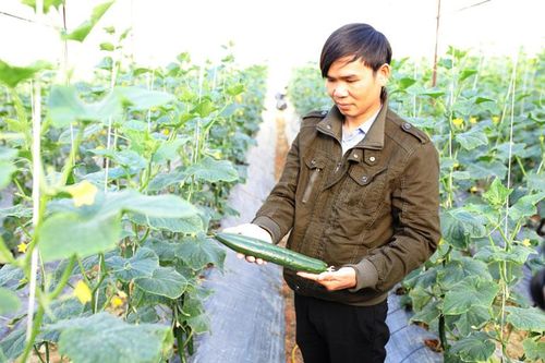 Dồi dào nông sản sạch phục vụ tết