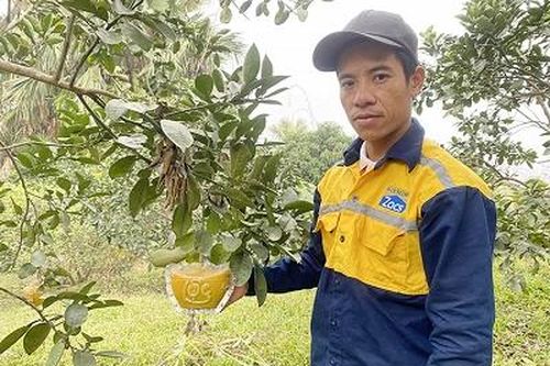 Độc đáo nghề 'nặn' bưởi