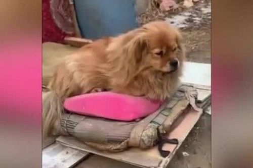 Cảm động chó chờ chủ đã mất 5 năm ở bãi đỗ xe