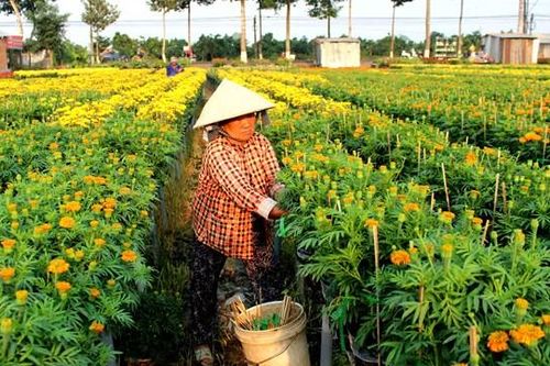 Làng hoa miền Tây đón Tết
