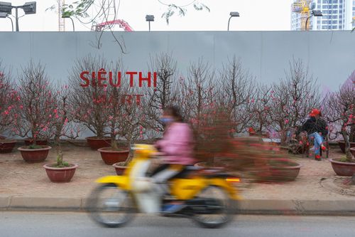 Đào Tết ế ẩm phải hạ giá sớm