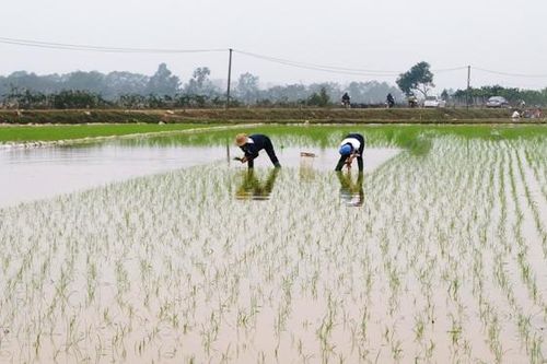 3 tỉnh cơ bản hoàn thành lấy nước vụ Xuân 2021