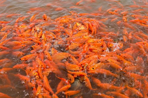 Thủy Trầm mùa chép đỏ