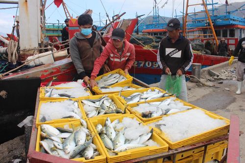 Tấp nập chuyến biển cuối năm