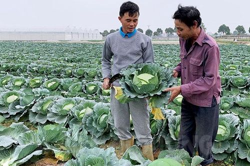 Hải Dương tháo gỡ khó khăn, hỗ trợ vận chuyển nông sản an toàn