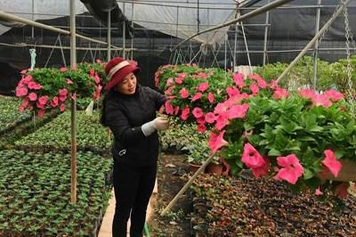 Sắc hoa Xuân Quan rộn ràng đón Tết