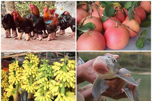 Gà 9 cựa, cá Anh Vũ giá 'trên trời' ... vẫn được săn lùng làm quà Tết