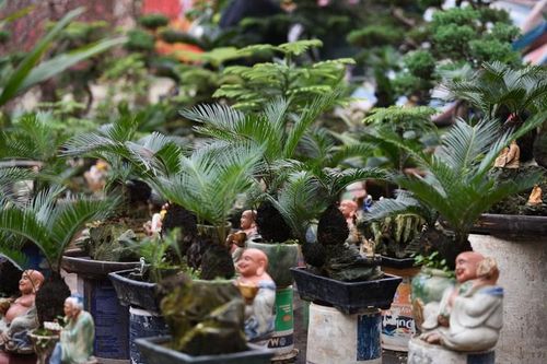 Bonsai vạn tuế mini đẹp, độc, lạ hút khách chơi Tết