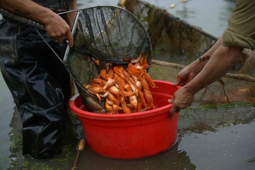 Phú Thọ: Làng Thủy Trầm tất bật bắt cá chép đỏ trước ngày ông Công, ông Táo