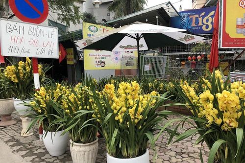 Dịch COVID-19 bùng phát, tiểu thương bán hoa Tết đồng loạt treo biển xả hàng