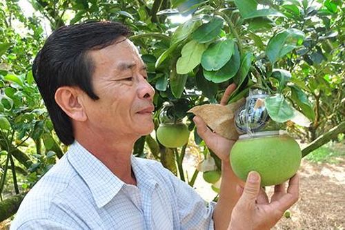 Trái cây tạo hình khan hiếm hàng phục vụ thị trường Tết