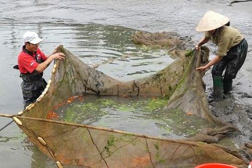 Nông dân làng cá chép đỏ Thủy Trầm đứng ngồi không yên vì Covid-19