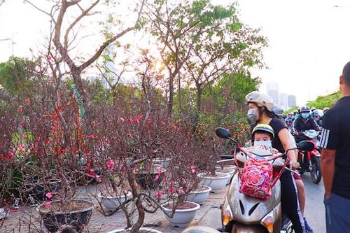 TP.HCM: Khách chi cả chục triệu mua 'đào ta', 'đào Tây' chơi Tết