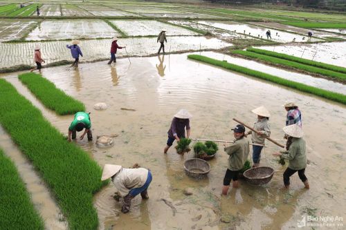 Nông dân Nghệ An háo hức đi cấy đổi công để đón Tết