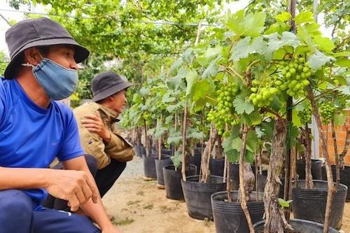 Ninh Thuận: Nho cảnh, nho kiểng thu hút người chơi trong dịp Tết