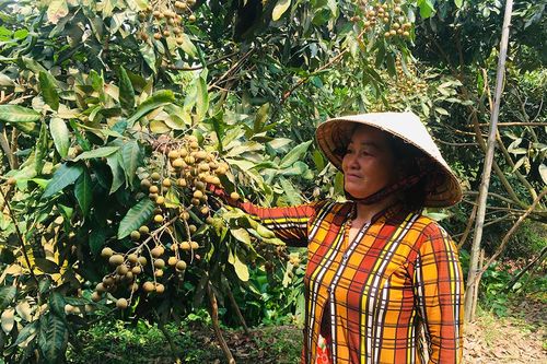 Tân Châu phát triển nông nghiệp ứng dụng công nghệ cao