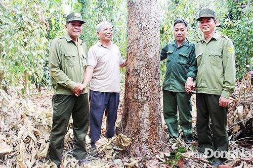 Cần hơn 1,9 ngàn tỷ đồng phát triển rừng bền vững
